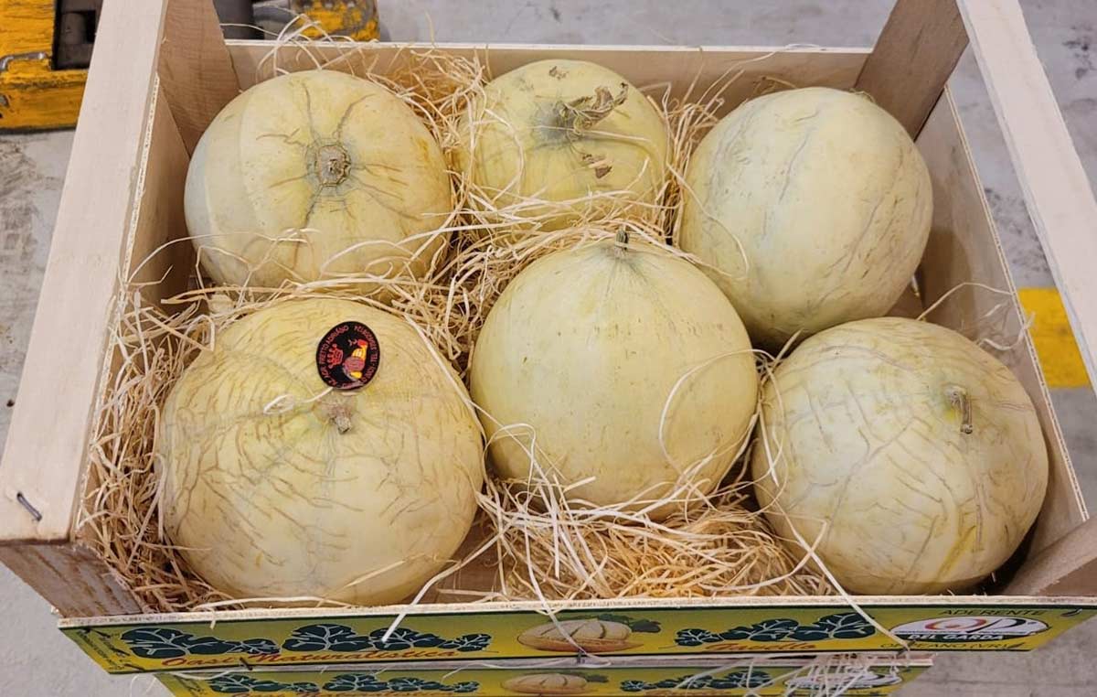 Melone liscio - Emilia Romagna - 1,50 euro al chilogrammo
